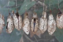 Several hanging chrysalis's 