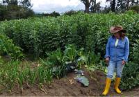 a farmer wearing a hat, denim, and yellow rain boots, standing in front of fava bean crops